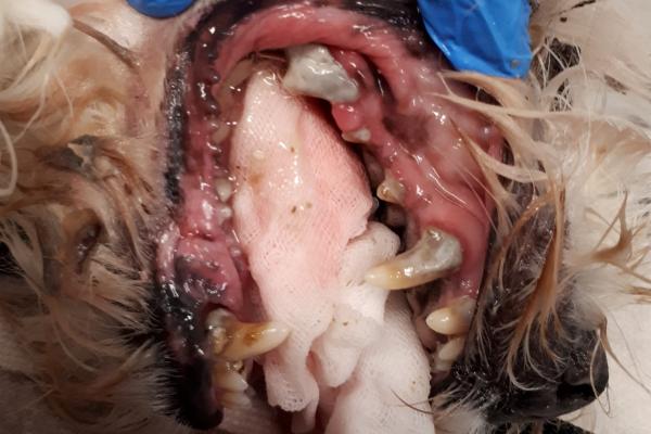 zobni kamen, zobne obloge, čiščenje zobnega kamna, zadah iz gobca, veterinar trbovlje zasavje nina baš