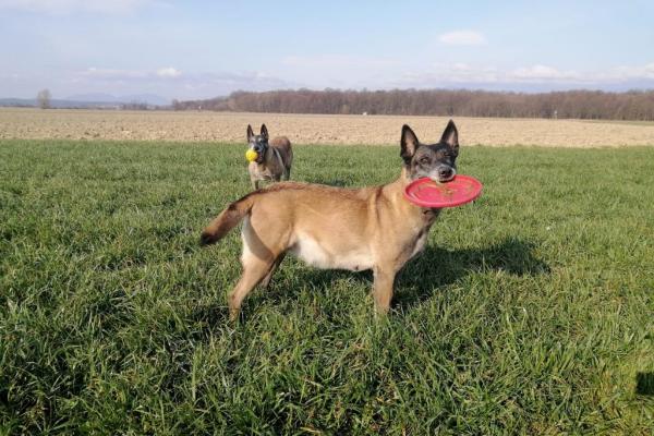 izdelava dnk profila za pse