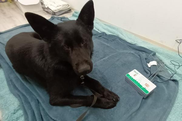 pemf terapija, magus blazina, elektromagnetna terapija