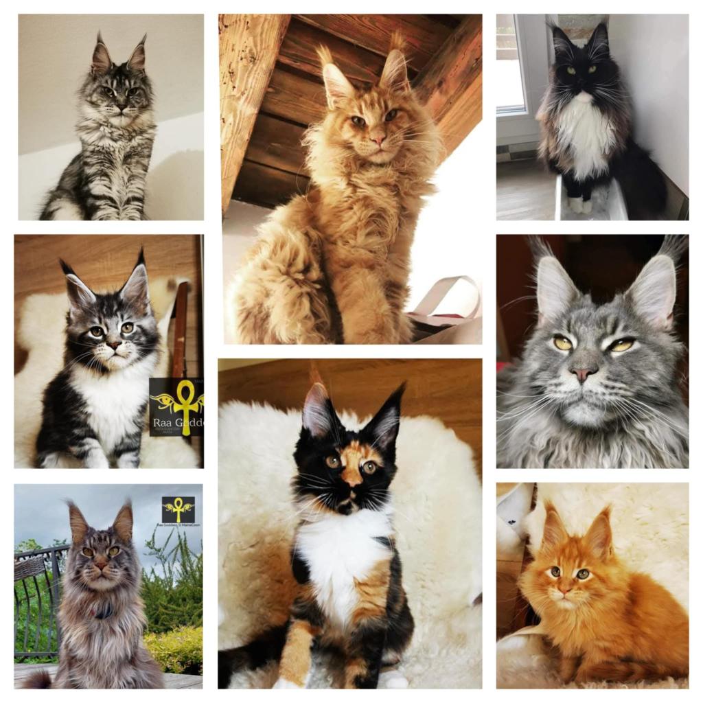 Označevanje mačk, čipiranje mačk