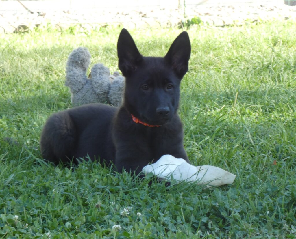 CELOSTNA OBRAVNAVA ŽIVALI