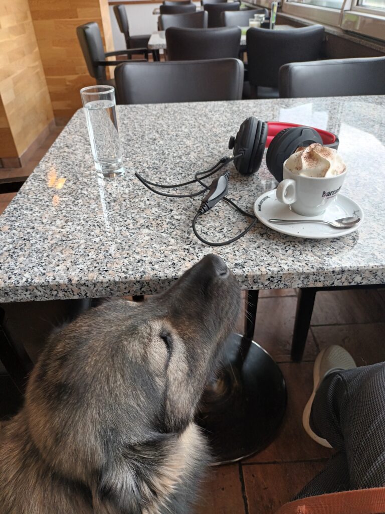 kraški ovčar na kavi